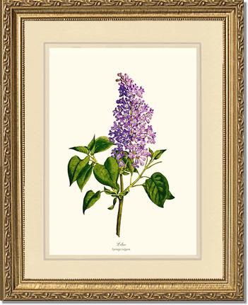 Lilac | Flower/Floral Art Print