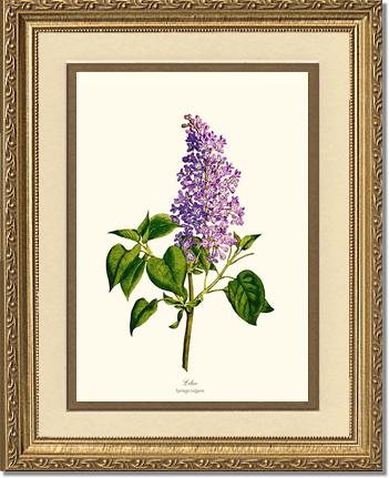 Lilac | Flower/Floral Art Print