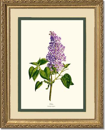 Lilac | Flower/Floral Art Print