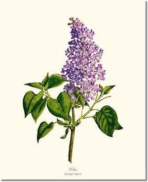 Flower Floral Print: Lilac