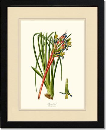 Bromeliad | Flower/Floral Art Print