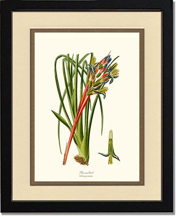 Bromeliad | Flower/Floral Art Print