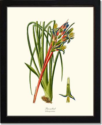 Bromeliad | Flower/Floral Art Print