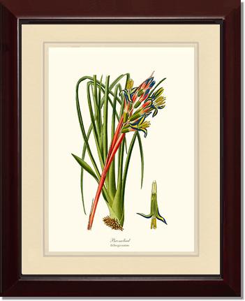 Bromeliad | Flower/Floral Art Print