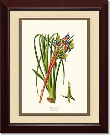 Bromeliad | Flower/Floral Art Print