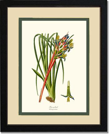 Bromeliad | Flower/Floral Art Print