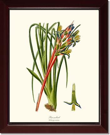 Bromeliad | Flower/Floral Art Print
