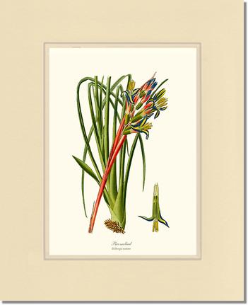 Bromeliad | Flower/Floral Art Print