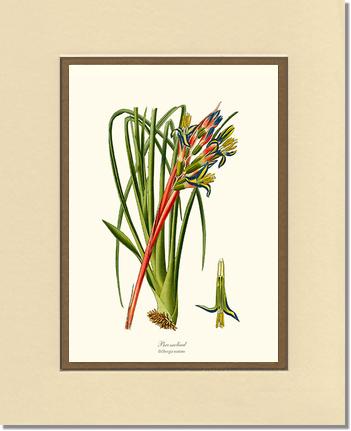 Bromeliad | Flower/Floral Art Print