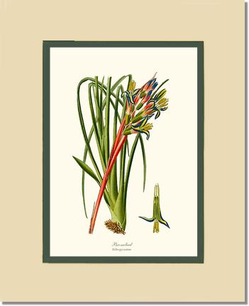 Bromeliad | Flower/Floral Art Print