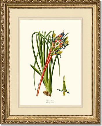 Bromeliad | Flower/Floral Art Print