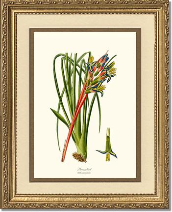 Bromeliad | Flower/Floral Art Print