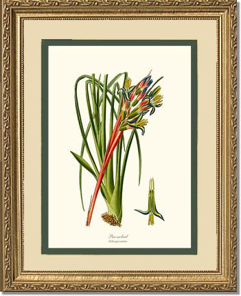 Bromeliad | Flower/Floral Art Print