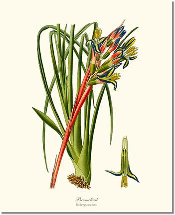 Bromeliad | Flower/Floral Art Print
