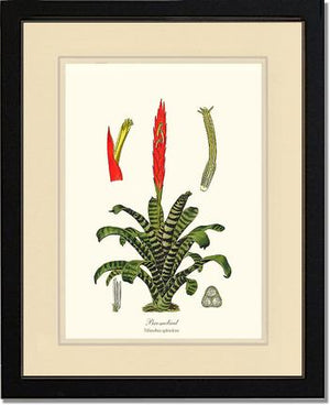 Bromeliad