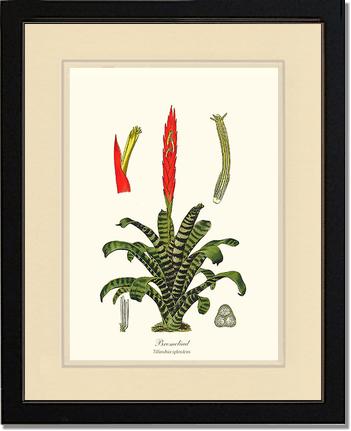 Bromeliad | Flower/Floral Art Print