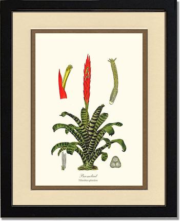Bromeliad | Flower/Floral Art Print