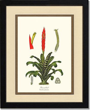 Bromeliad