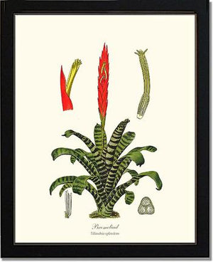 Bromeliad