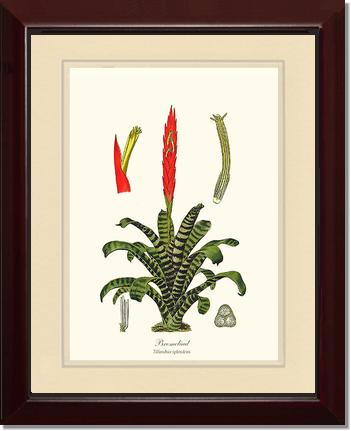 Bromeliad | Flower/Floral Art Print
