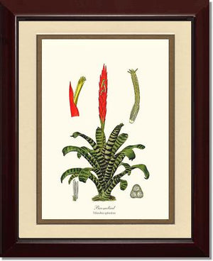 Bromeliad