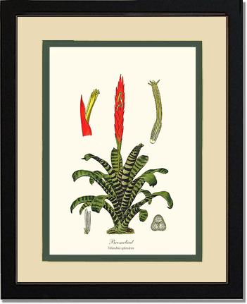 Bromeliad | Flower/Floral Art Print