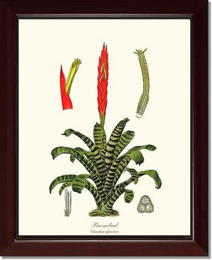 Bromeliad