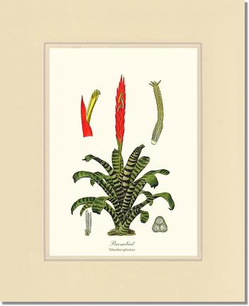 Bromeliad | Flower/Floral Art Print