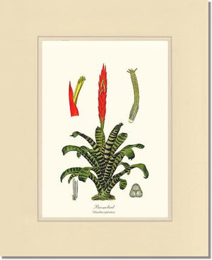 Bromeliad