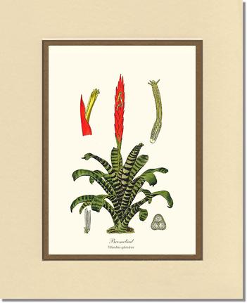 Bromeliad | Flower/Floral Art Print