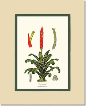 Bromeliad