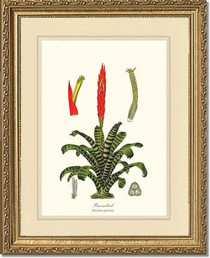 Bromeliad