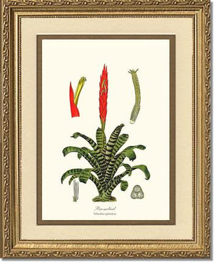 Bromeliad