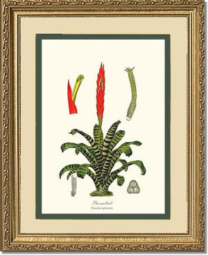 Bromeliad