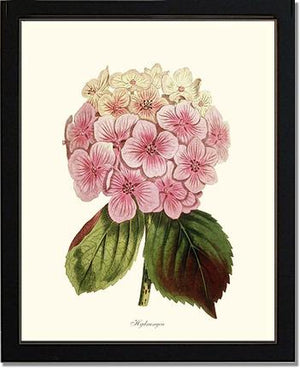 Hydrangea | Flower/Floral Art Print