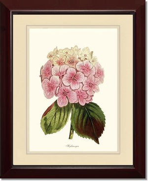Hydrangea | Flower/Floral Art Print