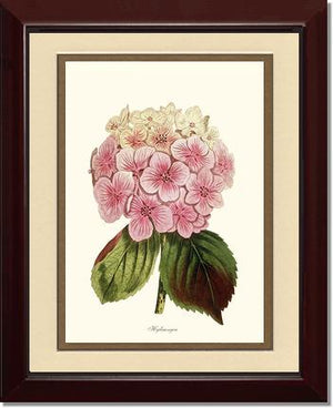 Hydrangea | Flower/Floral Art Print