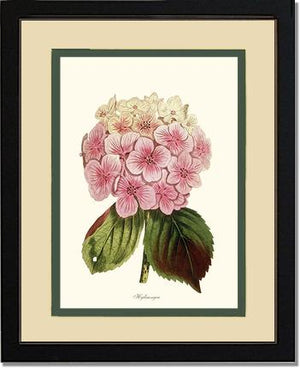 Hydrangea | Flower/Floral Art Print
