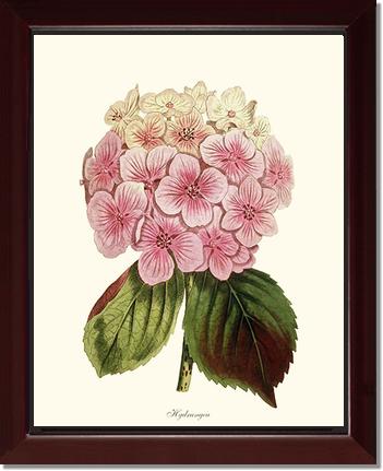 Hydrangea | Flower/Floral Art Print