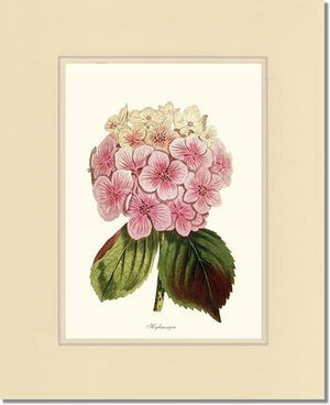 Hydrangea | Flower/Floral Art Print
