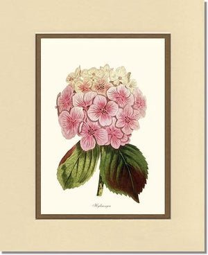 Hydrangea | Flower/Floral Art Print