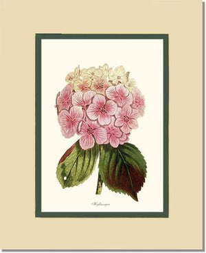 Hydrangea | Flower/Floral Art Print