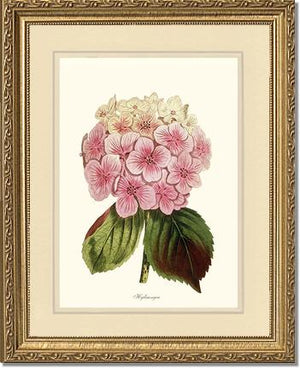 Hydrangea | Flower/Floral Art Print