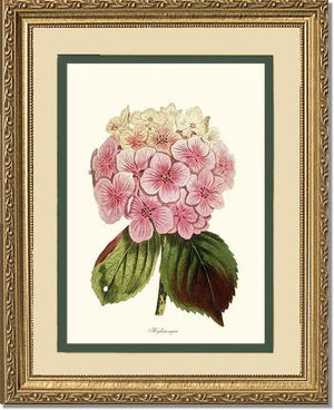 Hydrangea | Flower/Floral Art Print