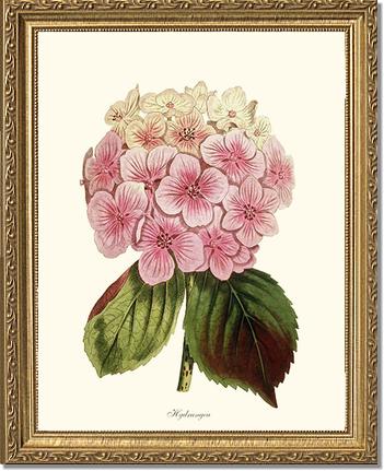 Hydrangea | Flower/Floral Art Print
