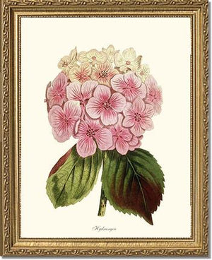 Hydrangea | Flower/Floral Art Print