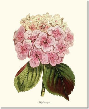 Flower Floral Print: Hydrangea