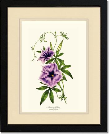 Morning Glory | Flower/Floral Art Print