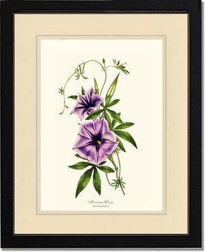 Morning Glory | Flower/Floral Art Print
