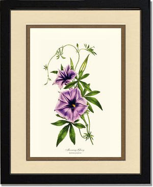 Morning Glory | Flower/Floral Art Print